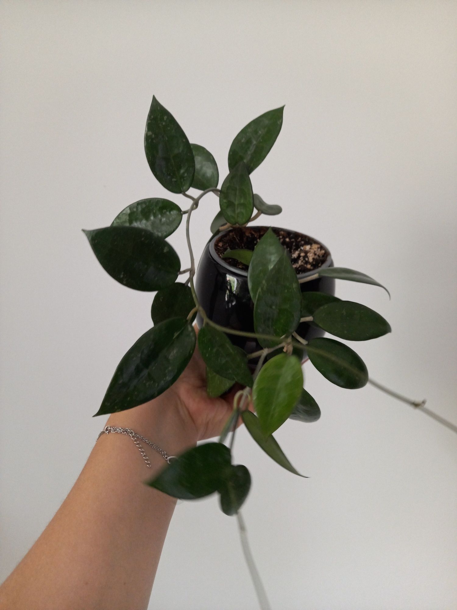 Hoya Parasitica Black Margin