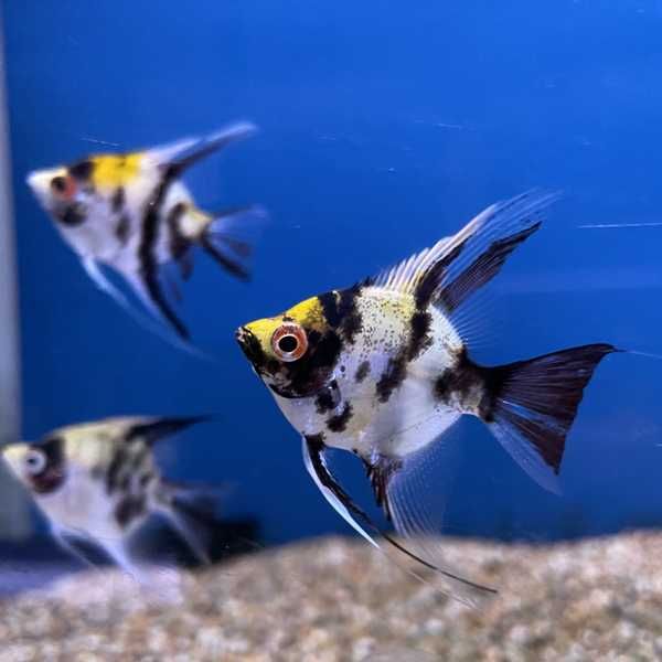Żaglowiec skalar odmiana KOI - Pterophyllum - DOWOZIMY, WYSYŁAMY