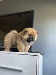 Piesek chow chow