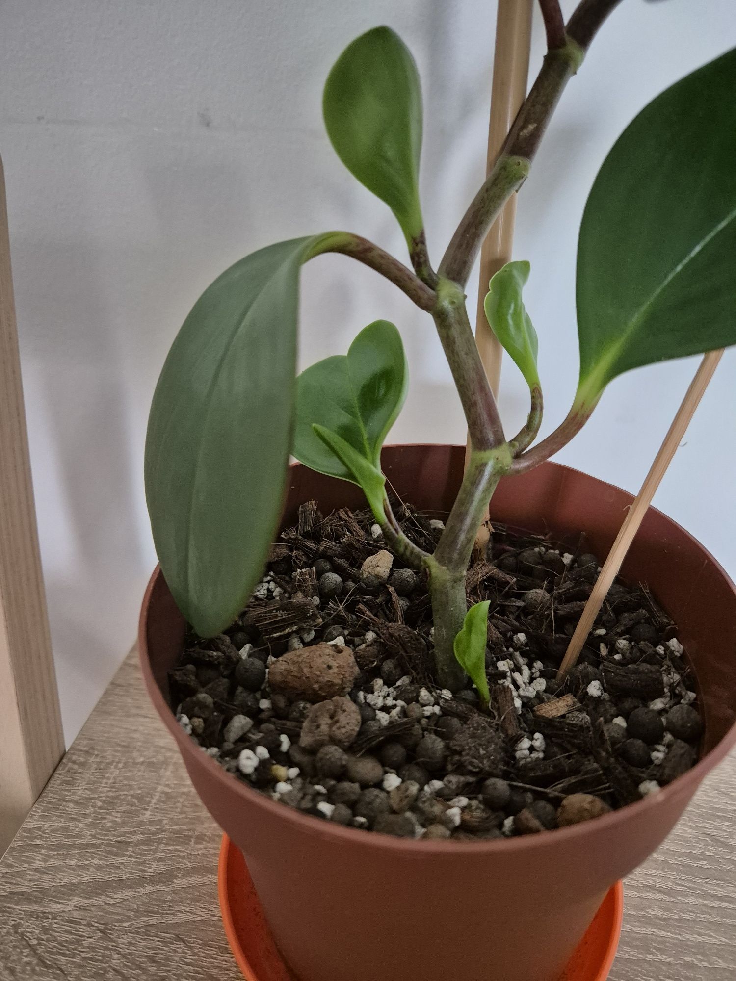 Peperomia tępolistna