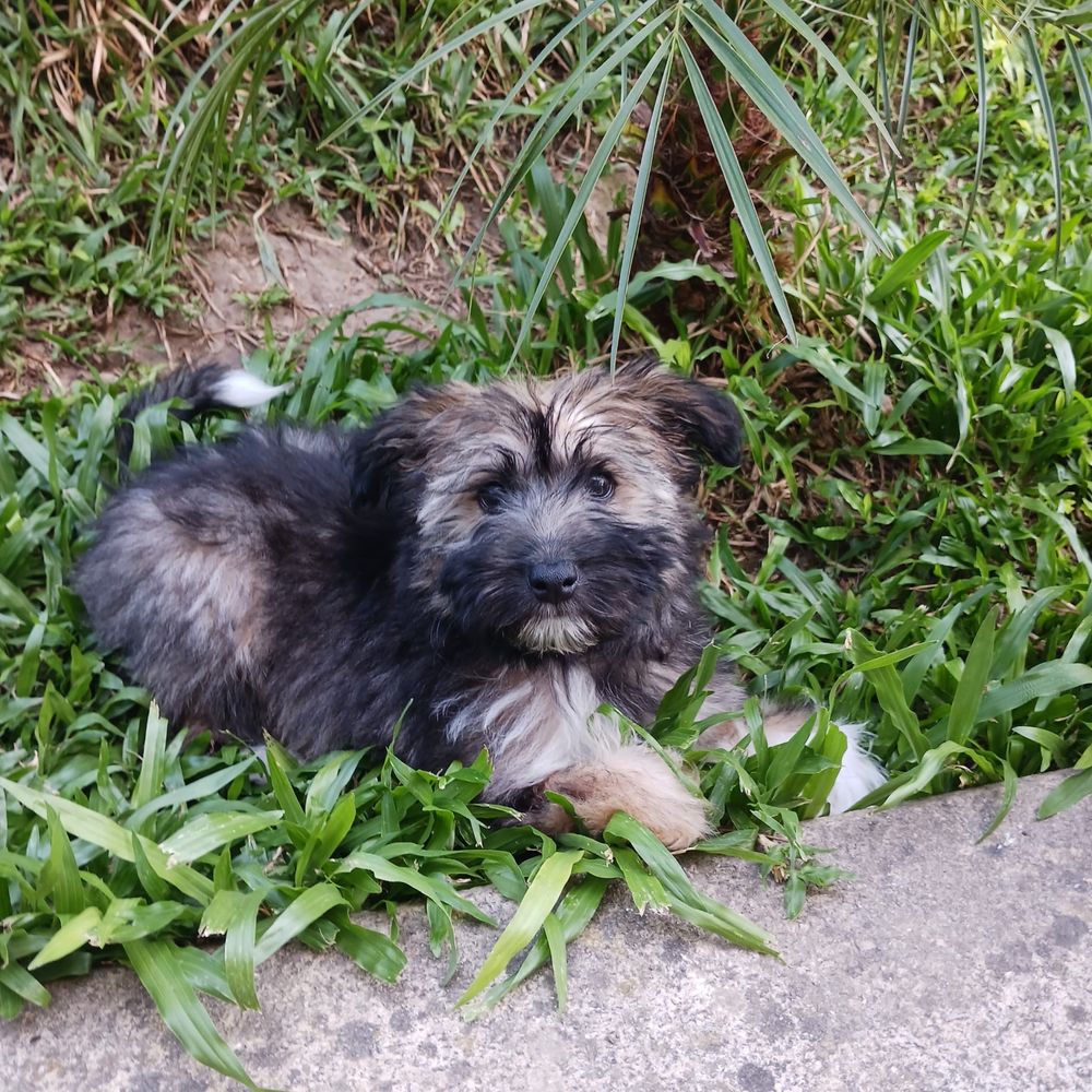 Emmy - 3 meses, porte pequeno (6kg)