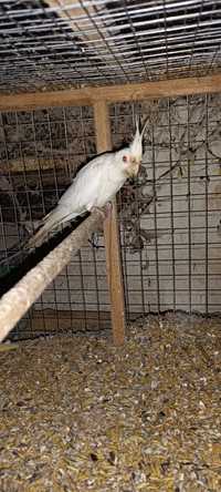 Папугай корела дорослий альбінос