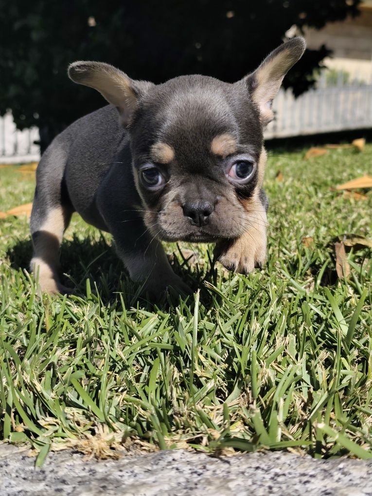 Buldogue francês femea