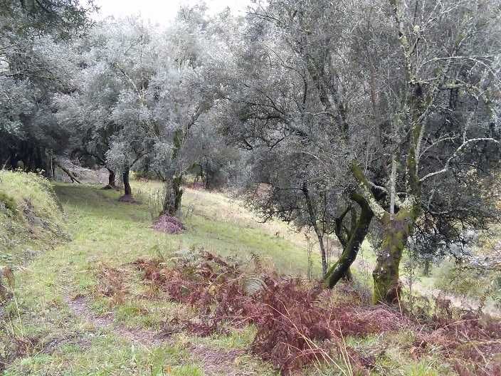 Venda de oliveiras