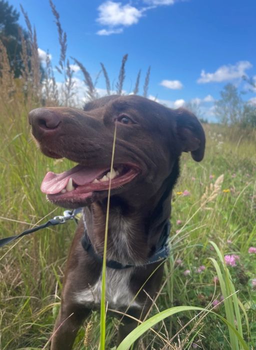 Oddam pieska  za darmo. Odbior tylko i wylacznie osobisty……………………………..