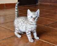 Gatinho de bengala snow mink