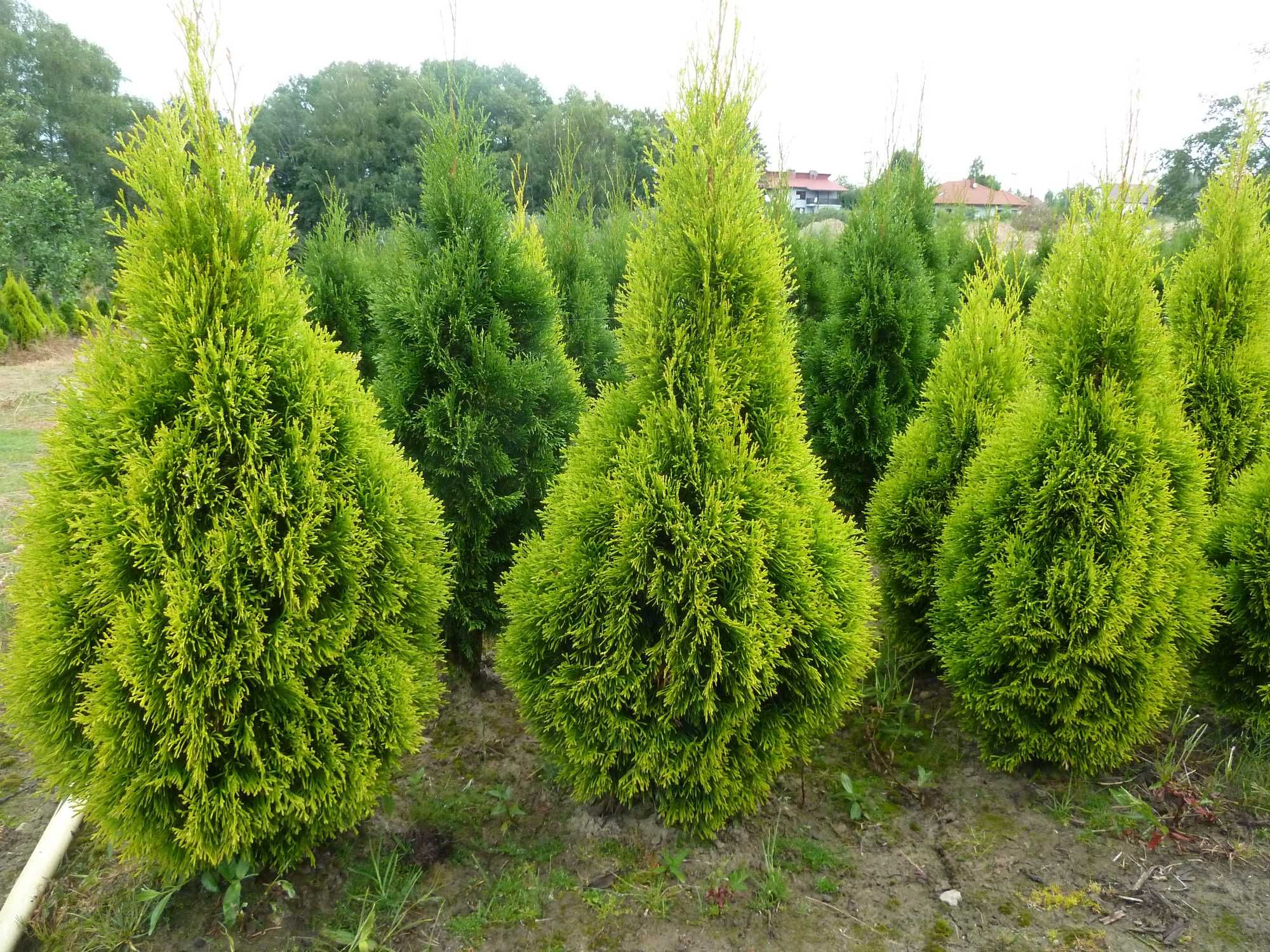 Tuja szmaragd Thuja smaragd  25cm w doniczce P7 gwarancja jakosci hit!