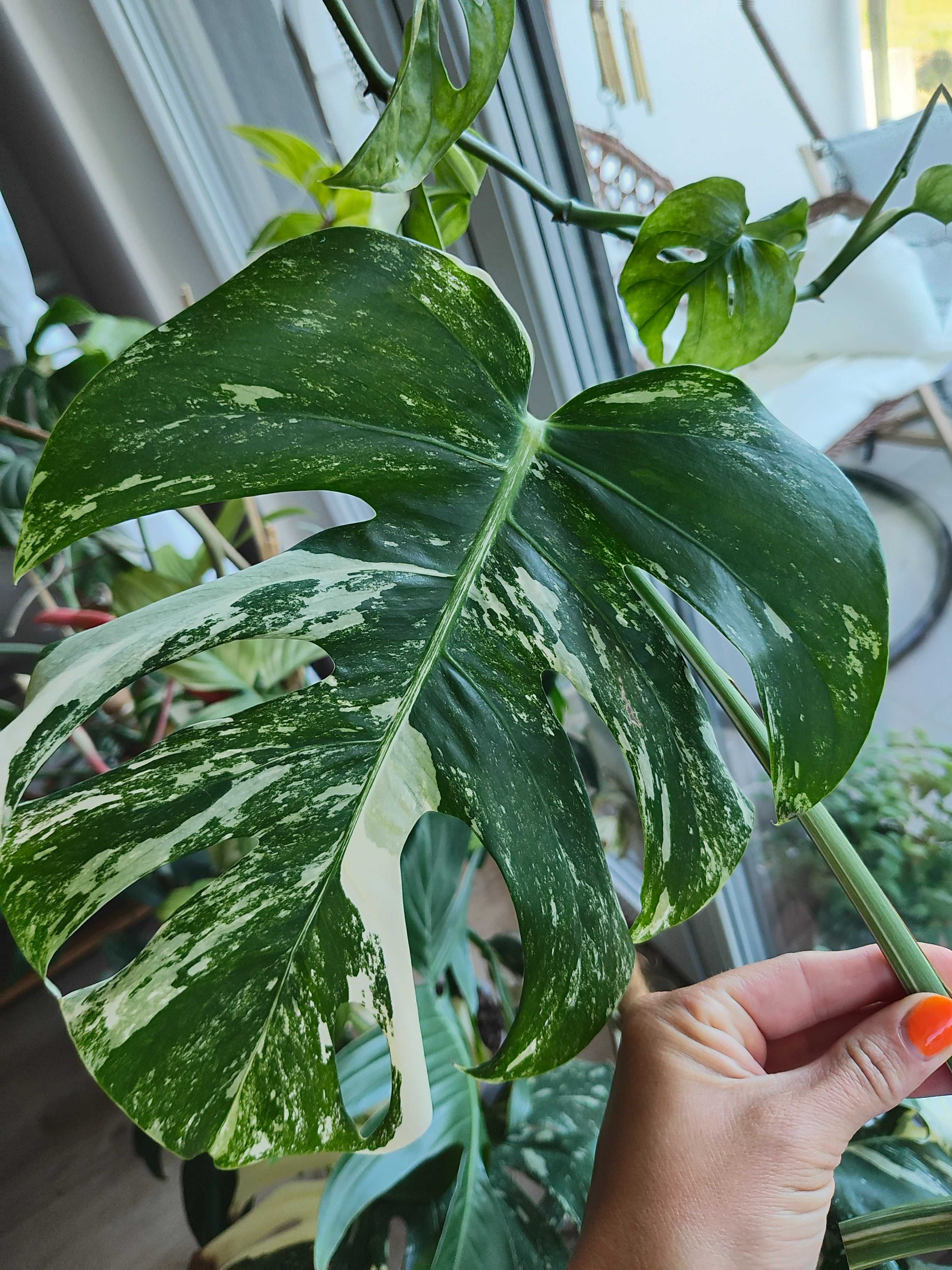 Monstera Variegata