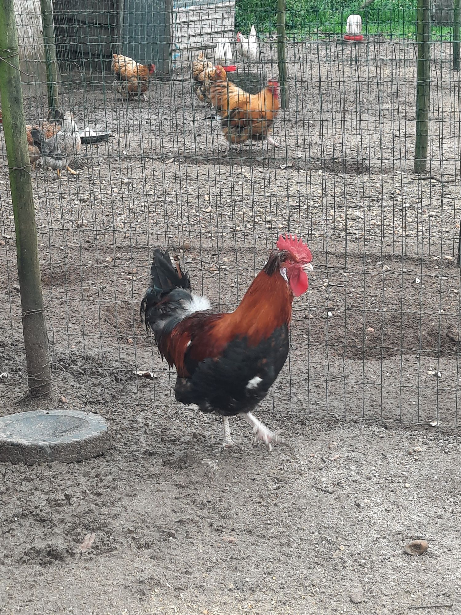 Galinhas de raça-ovos