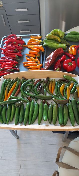 Papryczki chilii, ostre, suszone