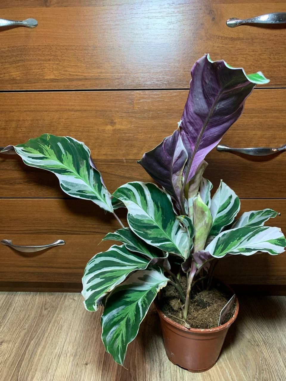 Калетея Фьюжн Вайт / Calathea Fusion White 50 см