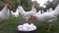 Jaja, jajka swojskie od kur z własnego chowu, wolny wybieg