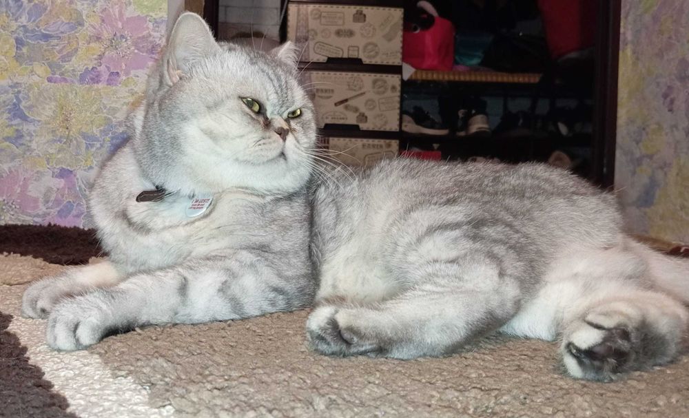 Шотландські котенята