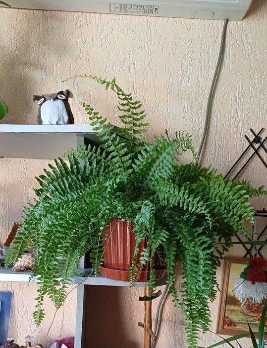 Папоротник нефролепис изумрудный