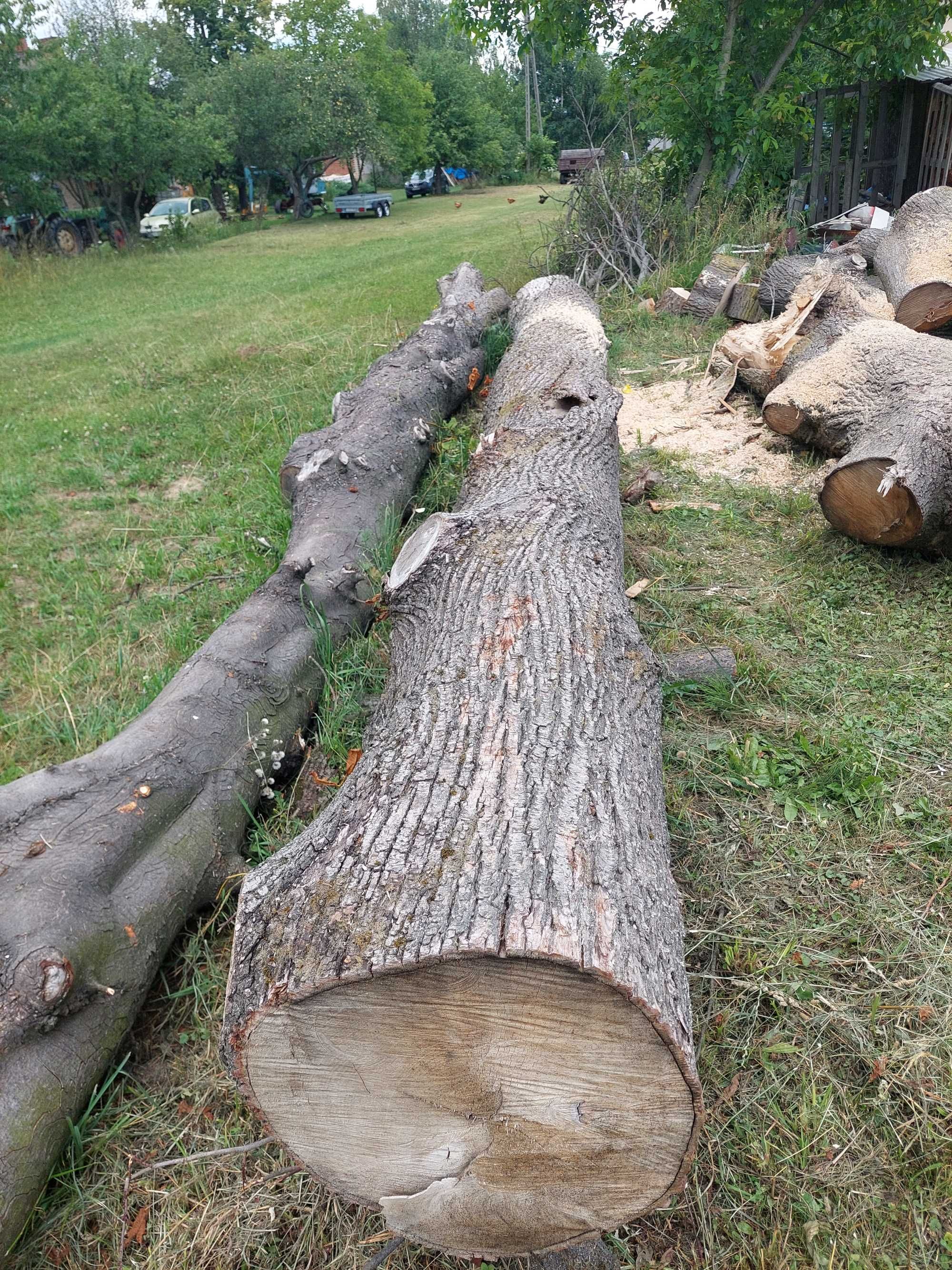 Sprzedam drewno lipy i kasztana