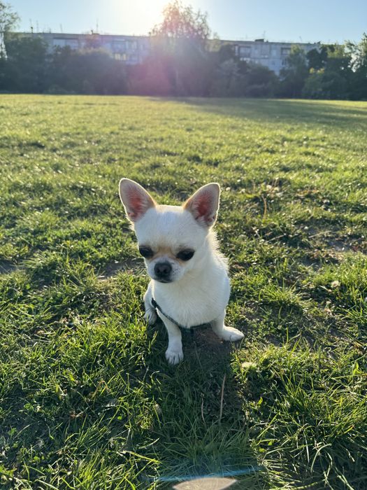 Вʼязка чихуахуа