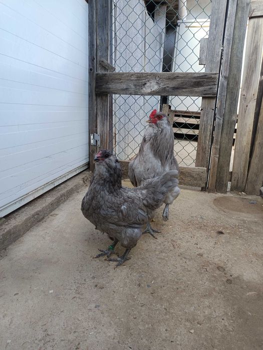 Casais de Ameraucanas