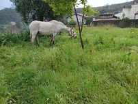 Vendo egua russa pontuada