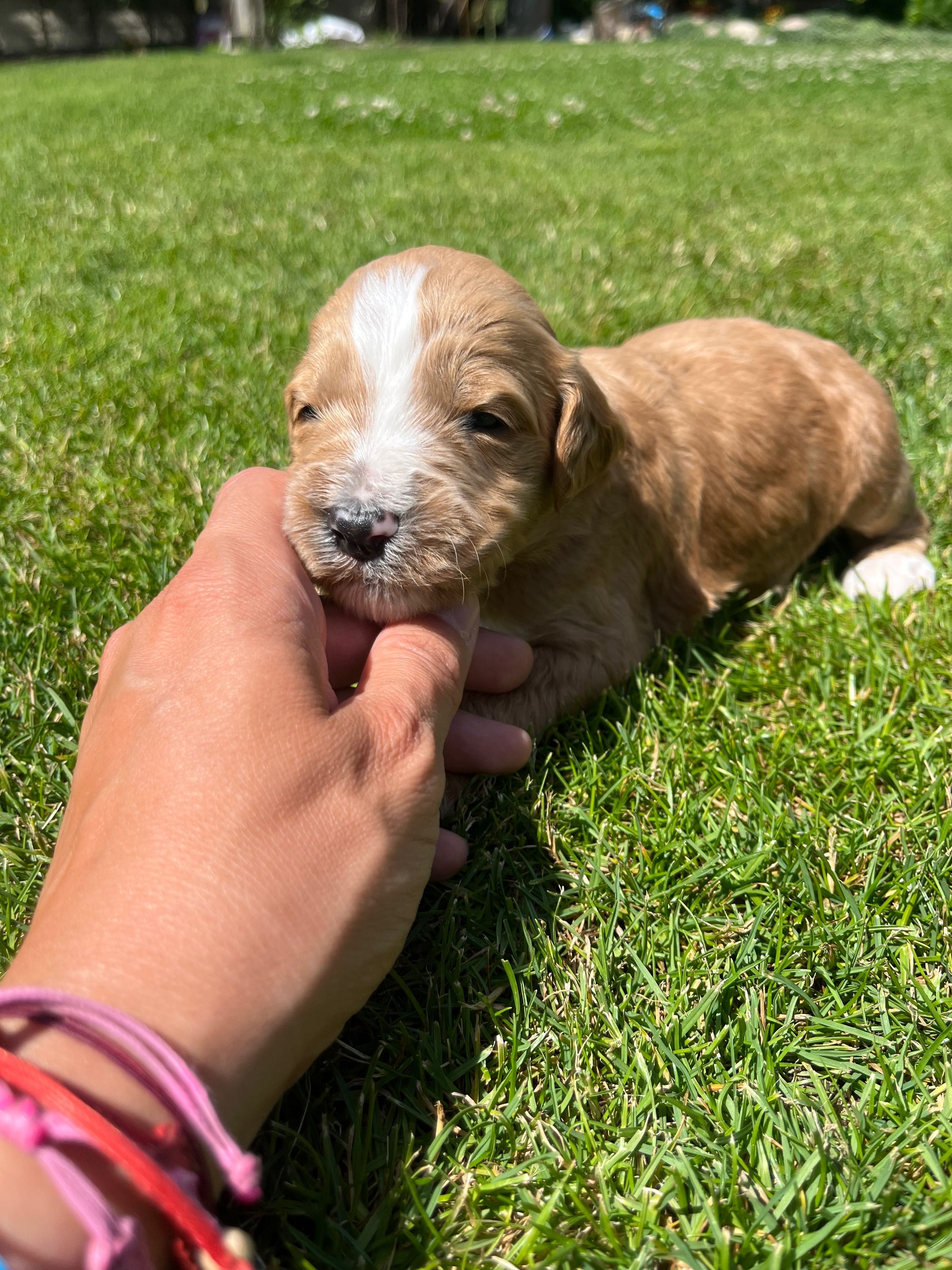 Labradoodle chłopiec