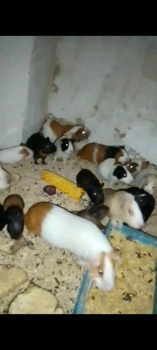 Морські свинки опт