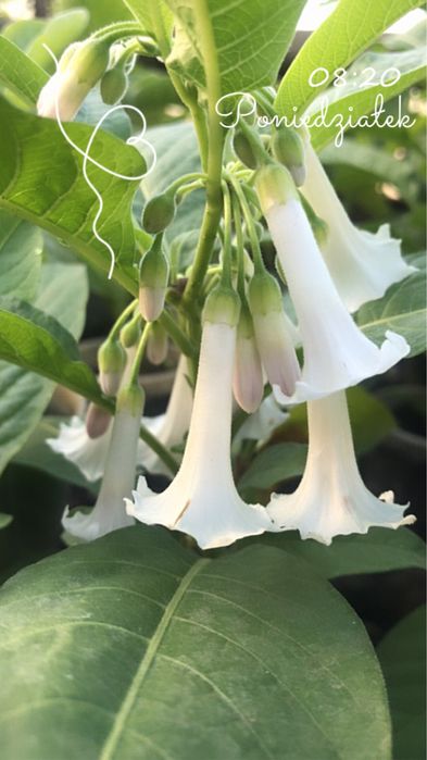 Iochroma wieksza o kwiatach bialych