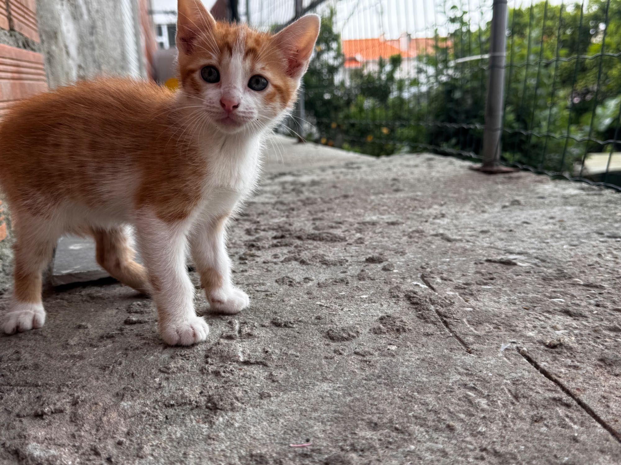 Gatinhos bebés para adoção