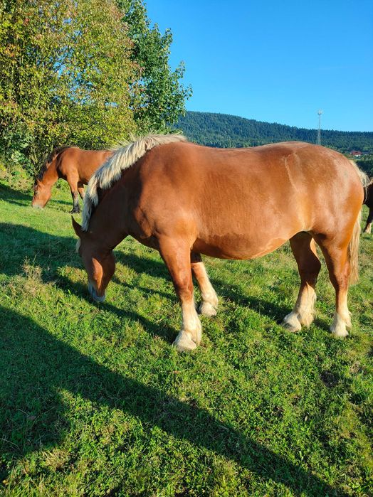 Sprzedam kobyły źrebne