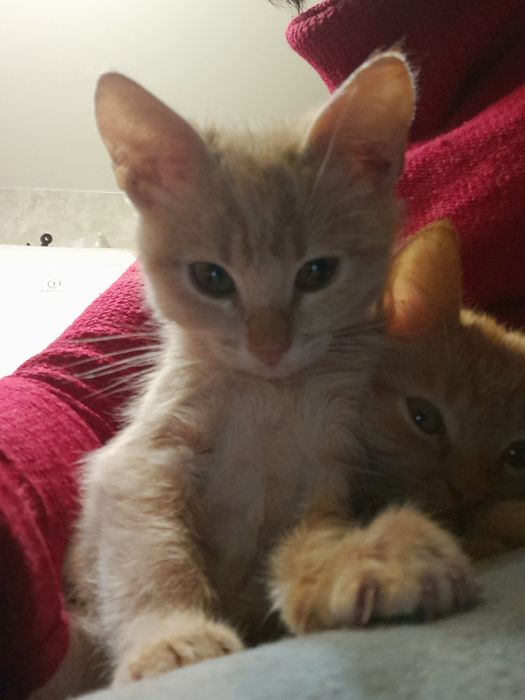 Ищут дом 2 месячные котята
