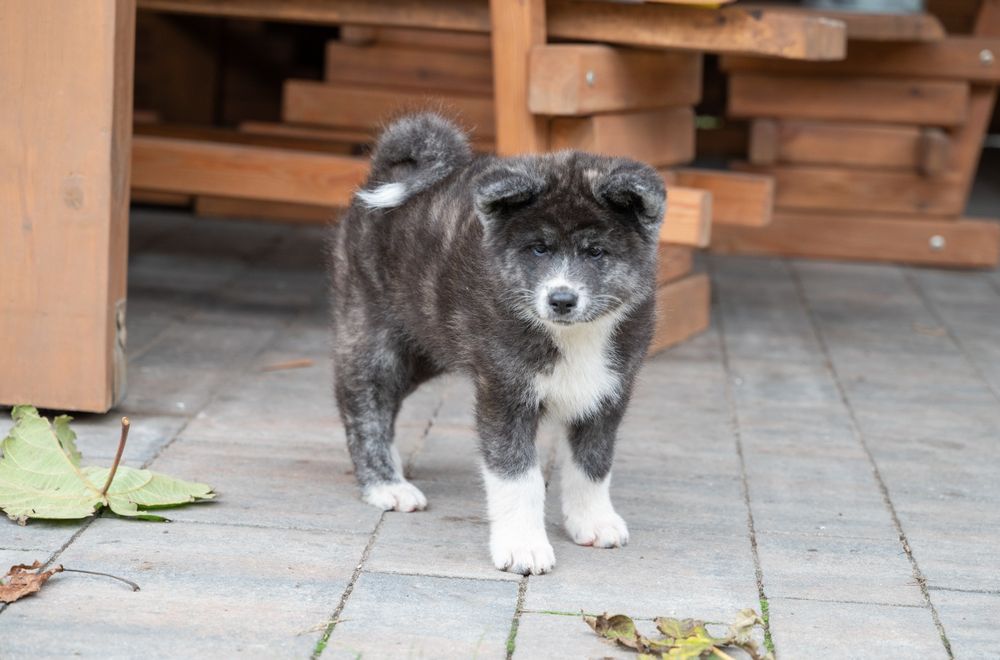 Akita Inu FCI/ZKwP suczka