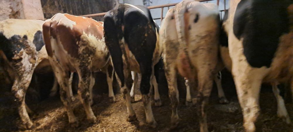 Jałowki wysokocielne