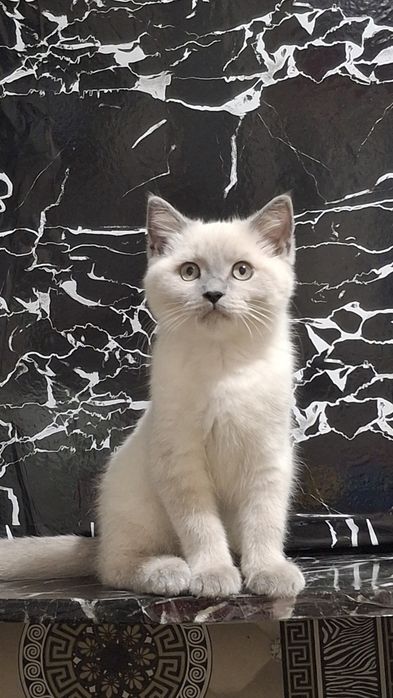 Scottish straight color point