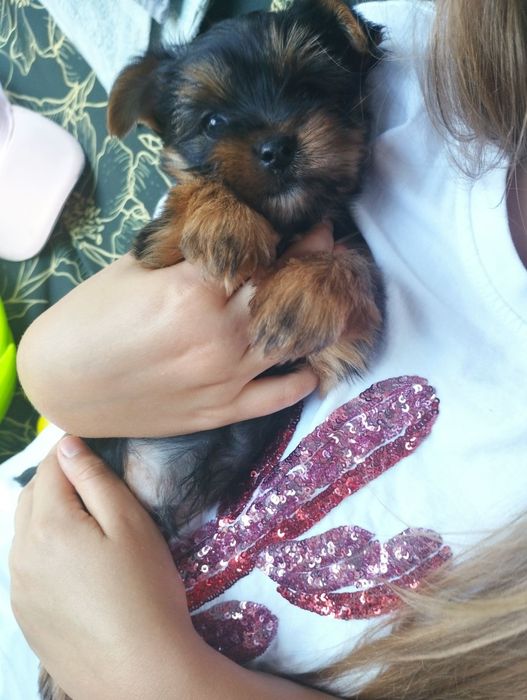 Щенята йорків ,йорчики