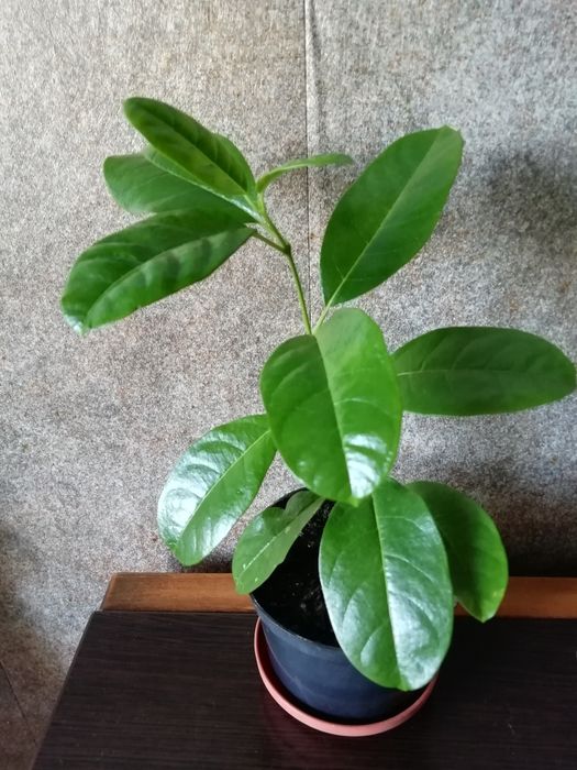 Дипладения желтая pentalinon luteum yellow