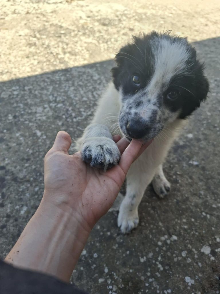 Border Collie Macho