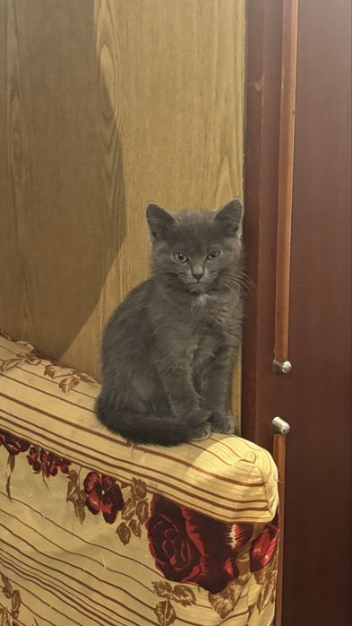 Кошенята в добрі руки