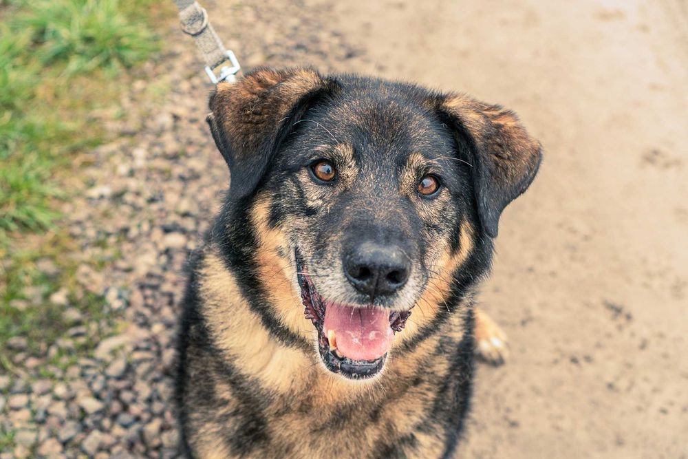 Bigosik - grzeczny, wspaniały, idealny, dojrzały piesek do adopcji