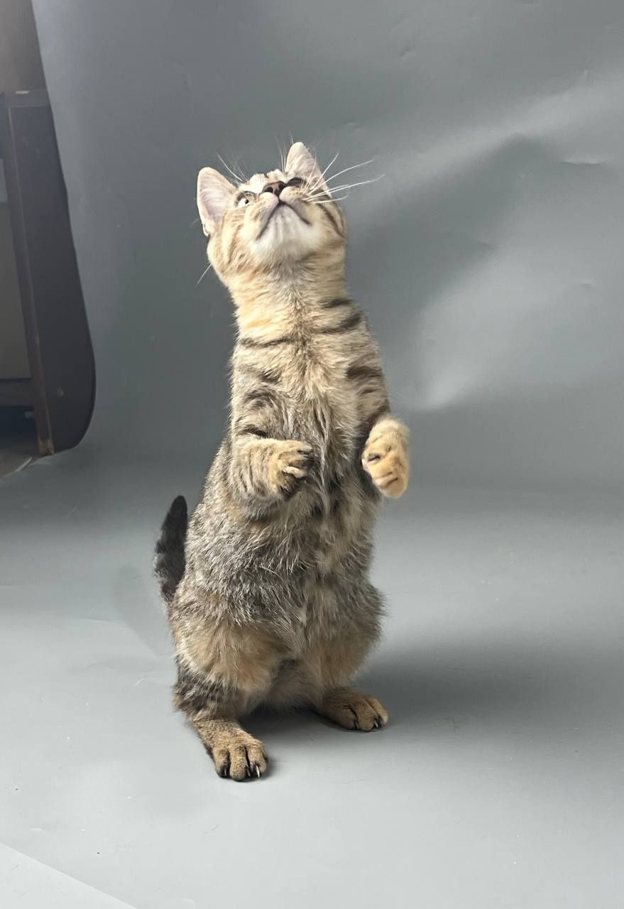 Котики ждут семьи