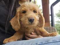 Labradoodle chłopiec samiec  gotowy na zmianę domu