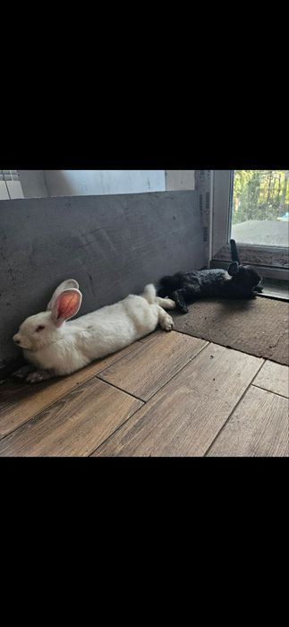 Кролики на развод белый великан, строкач