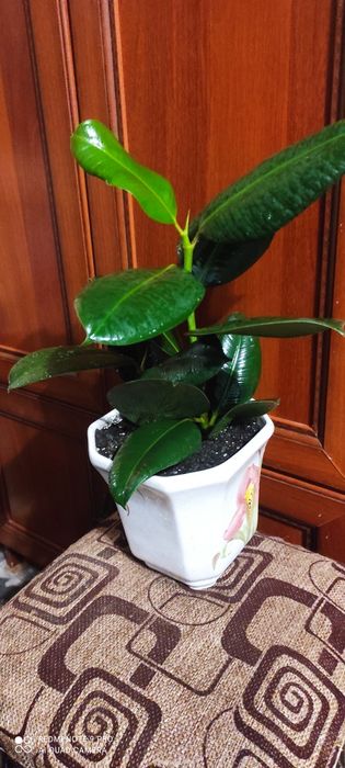 Фикус каучуковый