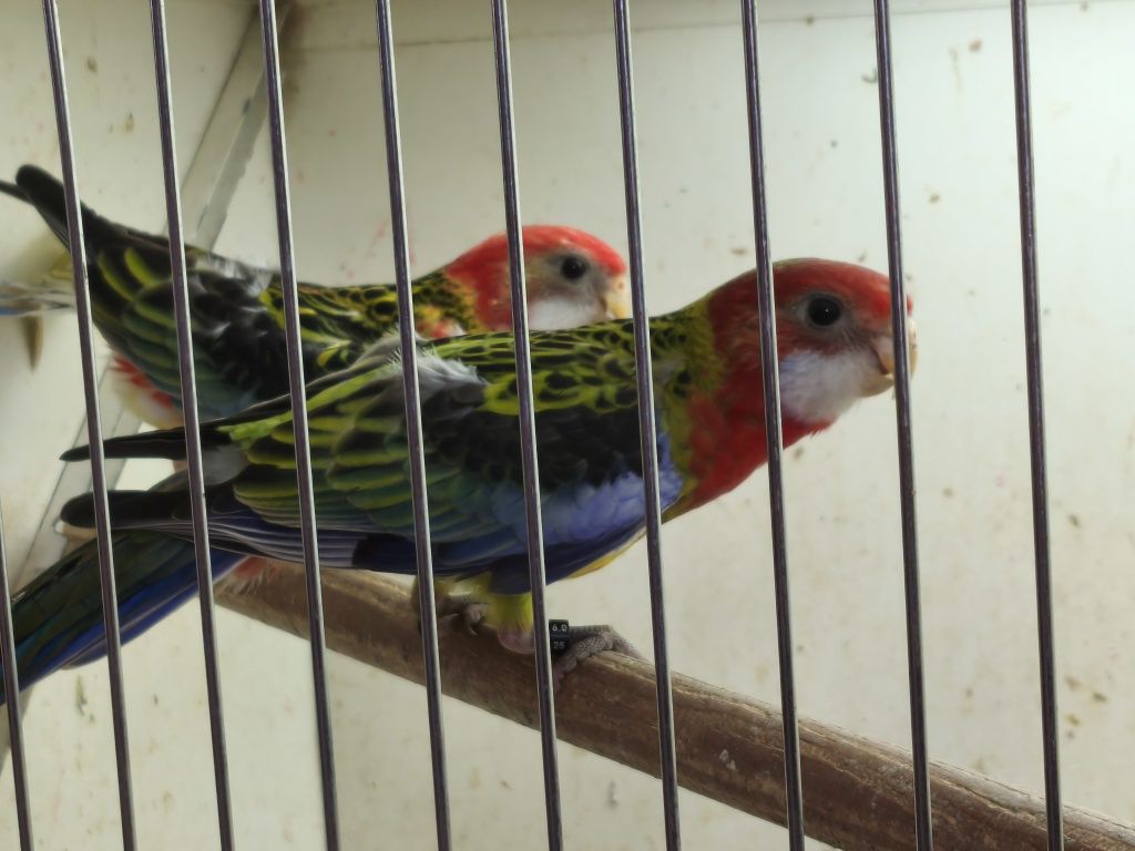 Casal roselas muito bonitos