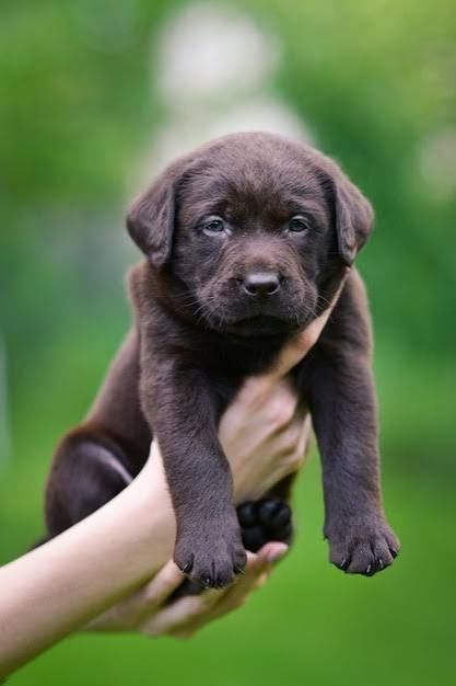 Офіційний розплідник Лабрадор Ретрівер 
Щеня Шоколадний Лабрадор Ретри