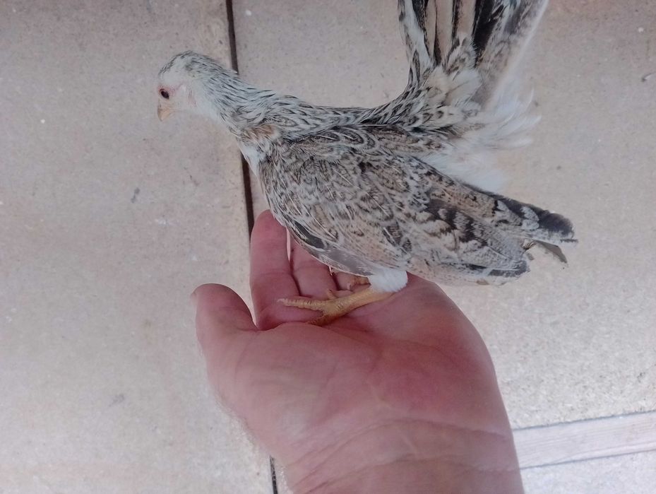 Serama malezyjska para