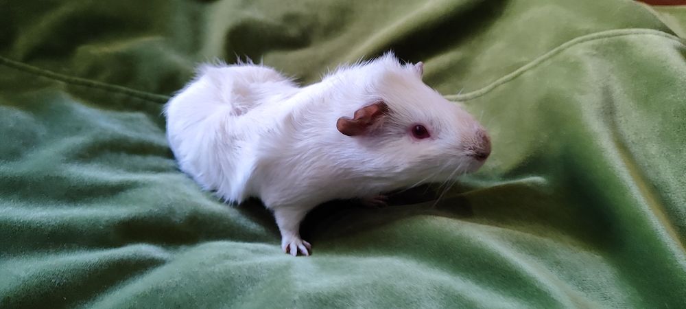 Подарую морських свинок