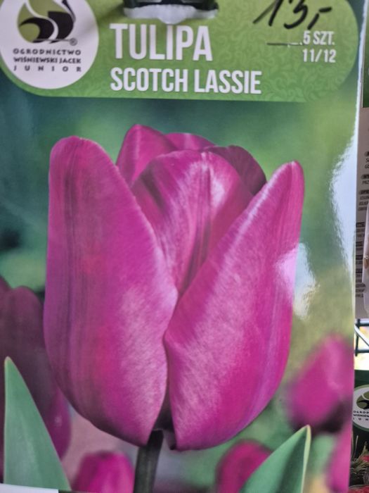 Tulipan Scotch Lasse cebulki
