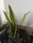 Planta Santa Bárbara