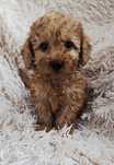Maltipoo karmelowy chłopczyk mocny skręt włosków