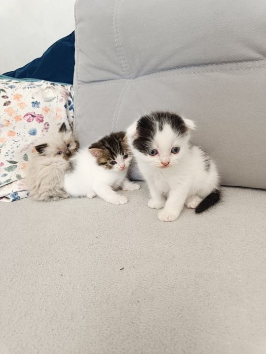 Кошенята з британським корінням