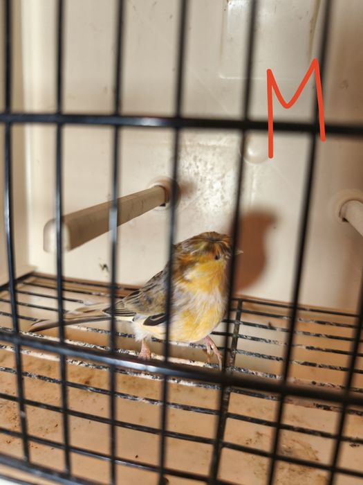 Canários para ceder