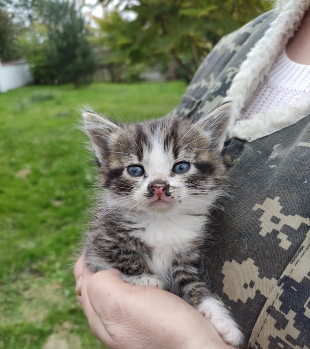 Кошенята  котики